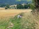 Lovely dog walking path