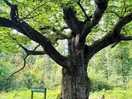Search for special trees