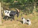 One of the goats meeting lottie