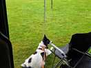 Enjoying looking for fellow dogs