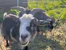 Beautiful goats