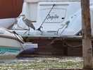 Bird life on the lake