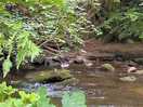 Ducks in the river, by the tent