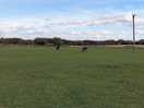 Views across the grass pitches