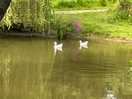 Resident geese