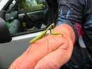 Local wildlife
