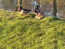 Ducks on the way to field