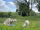 Lambs on the farm