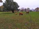 Farm animals