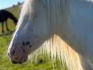 Ponies
