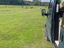 Alpacas do keep their distance from the vans/ tents however close enough to admire