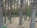Woods path