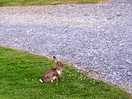 Local wildlife, happily running around the camp .