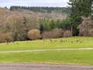 Deer relaxing on unused grass pitches