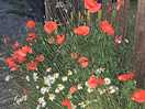 Wildflowers
