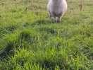 Some of the sheep at the start of the driveway in