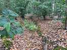 Woodland trail