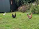 Friendly site mates :)