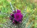 Thistle