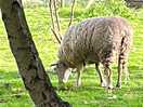 Sheep