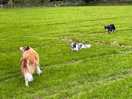 Dogs enjoying the adjoining field
