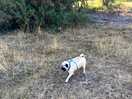 Great woodland dog walks