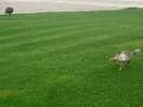 Well-kept lawn