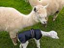 New baby alpaca and mum