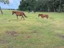 Pony