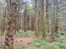 Woodland walk