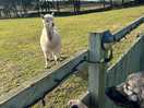 Resident alpaca