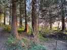 Woods around campsite that light up with fairy lights at night