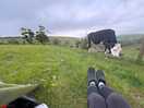 Friendly neighbours in the field next to us