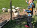 Feeding the animals