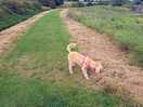 Dog walk
