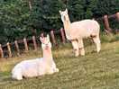 Our alpaca neighbours