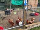 Chickens on meadow side we stayed on.