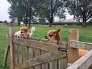 Alpaca pack