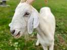 Hamlet the goat ❤️