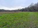 Field next to the woodland.
