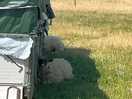 Sheep neighbours!