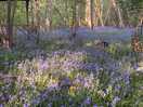 Bluebell wood