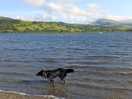 The dog enjoyed it!