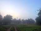 The orchards