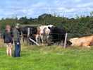The farm cows