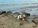 Dogs loved the beach