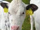 Beautiful calves