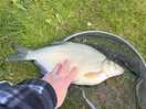 One of the bream i caught