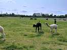 Alpaca heaven