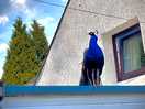 Resident peacock